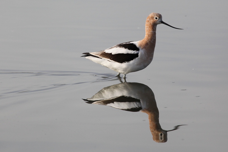 avocet